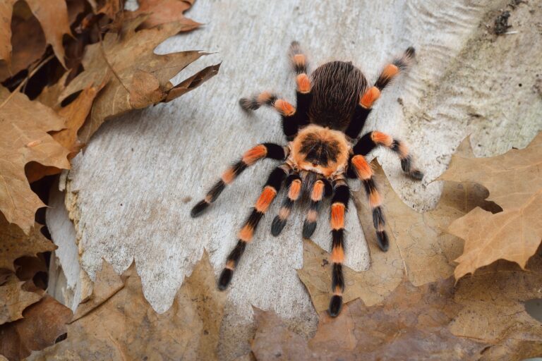 Mexikanische Rotknie-Vogelspinne Brachypelma smithi