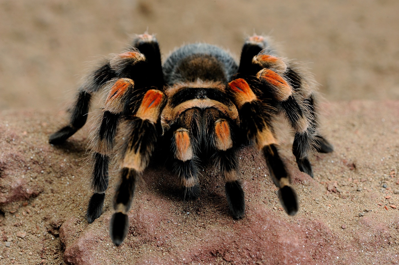 Mexikanische Rotknievogelspinne Haltung IYSAJP Mexikanische Rotknievogelspinne Haltung IYSAJP