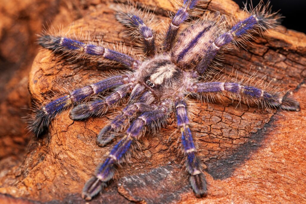 Blaue Ornament-Vogelspinne (Poecilotheria metallica) krabbelt auf Holz