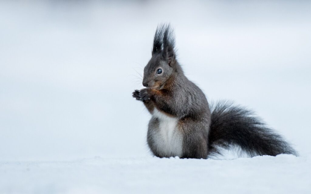 Schwarzes Eichhörnchen Winter