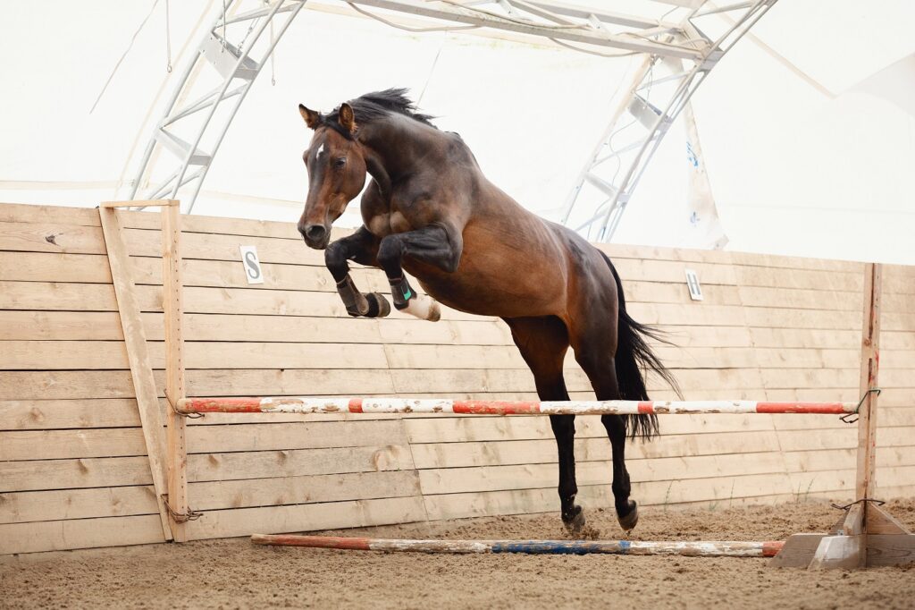 Trakehner springt über Hindernis