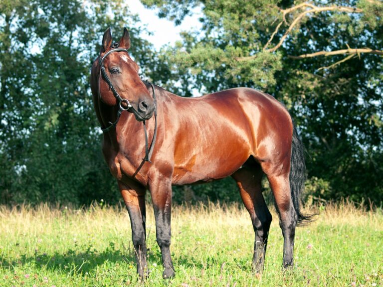 Trakehner auf Wiese