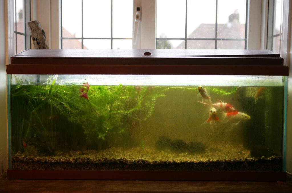 Warum ist das Aquarium Wasser trüb? zooplus Magazin