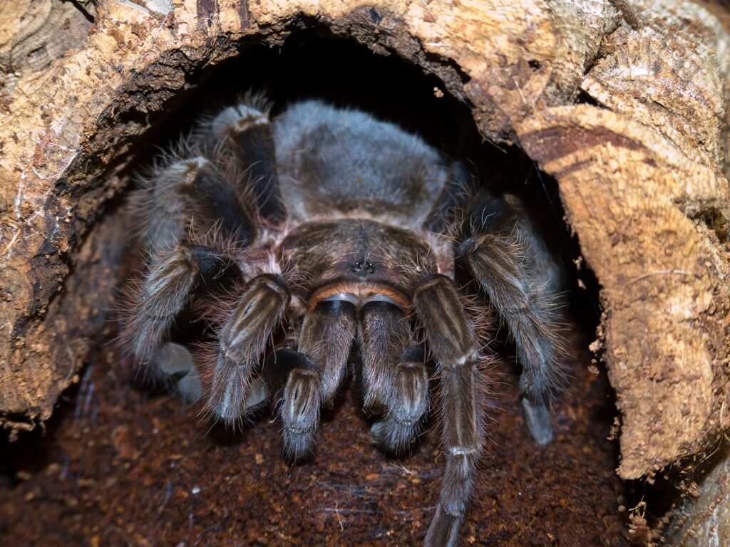 Vogelspinne Höhle