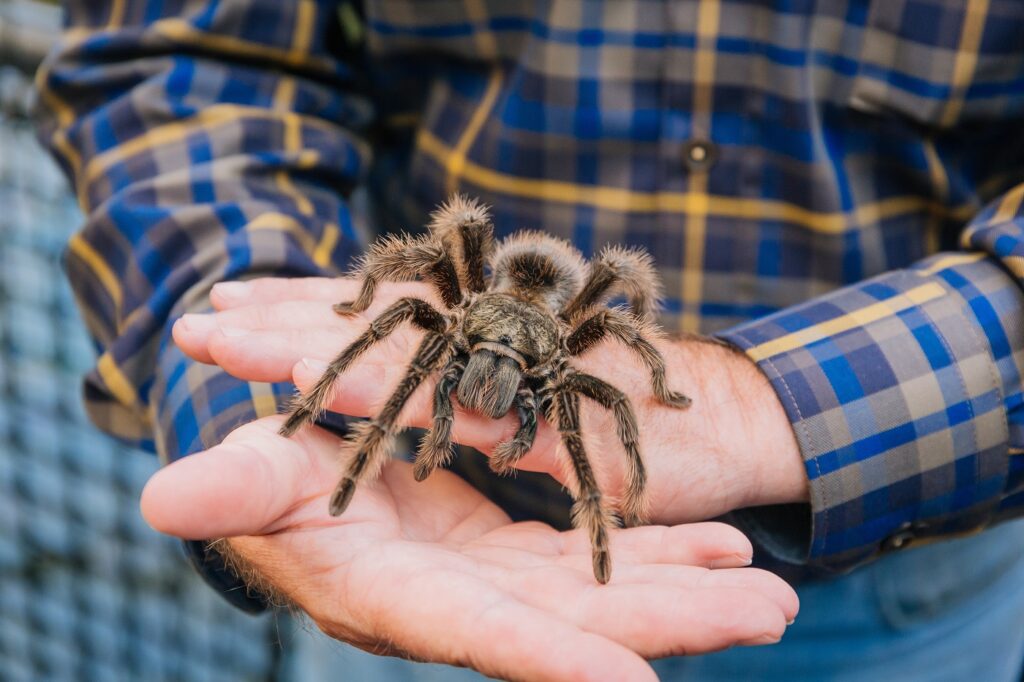 Vogelspinne Hand