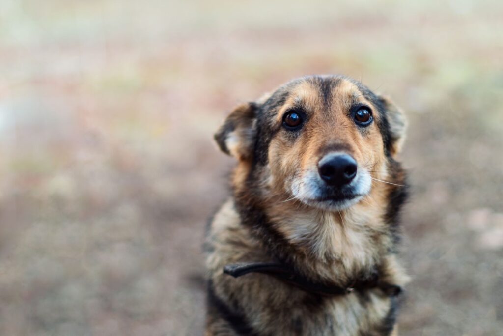 Hund blickt mit Welpenblick in die Kamera Welpenblick