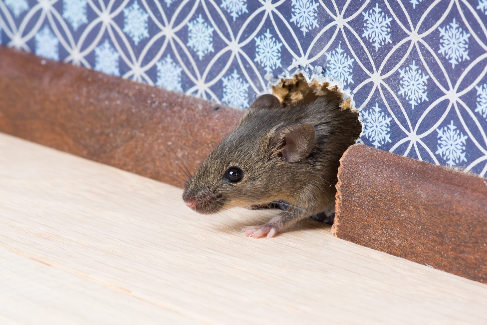 Was tun wenn man eine Maus im Haus hat?
