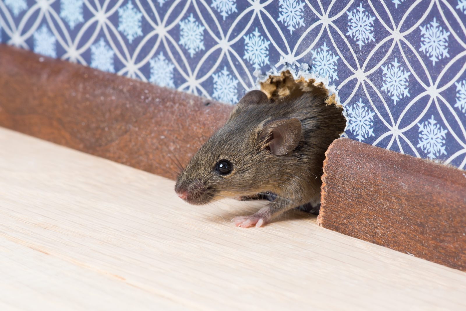 Mäuse im Haus: Wie wird man sie los?