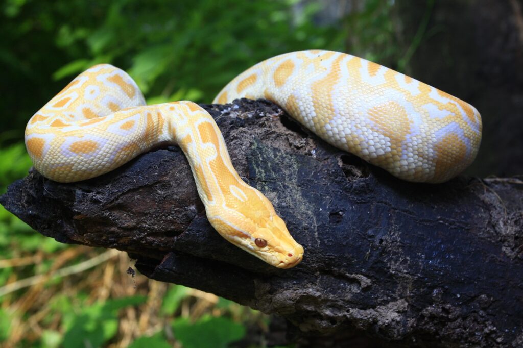 Albino Tigerpython