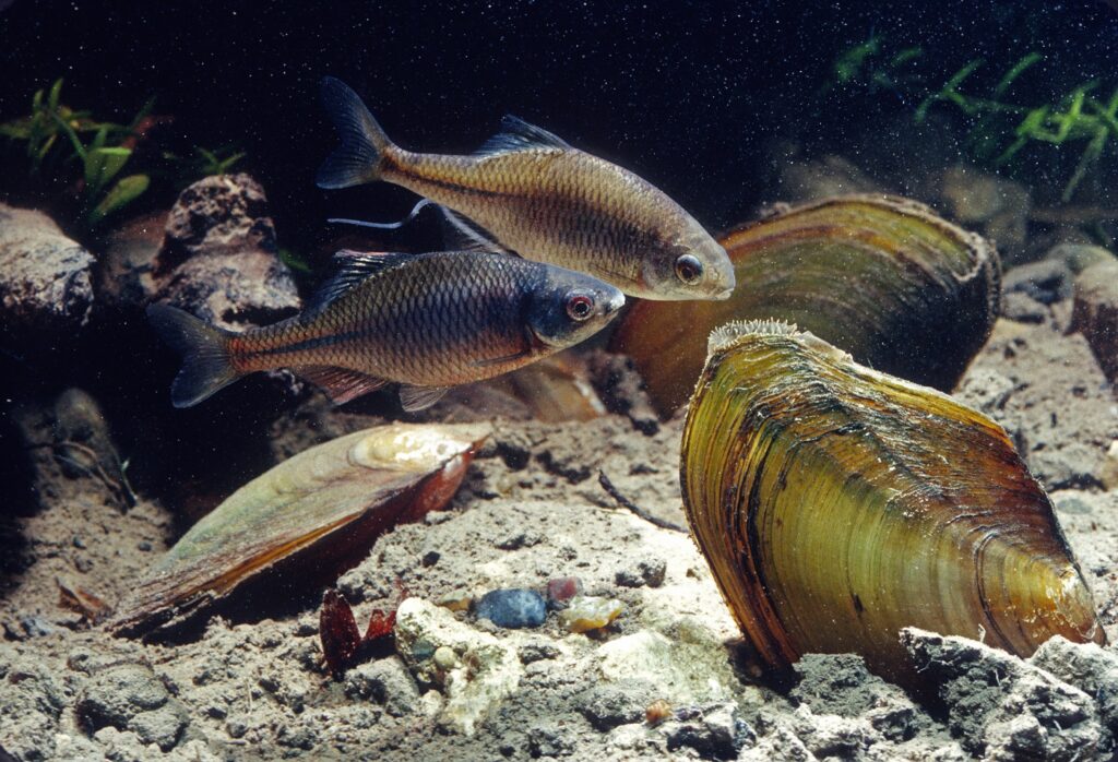 Bitterlinge mit Muscheln im Aquarium