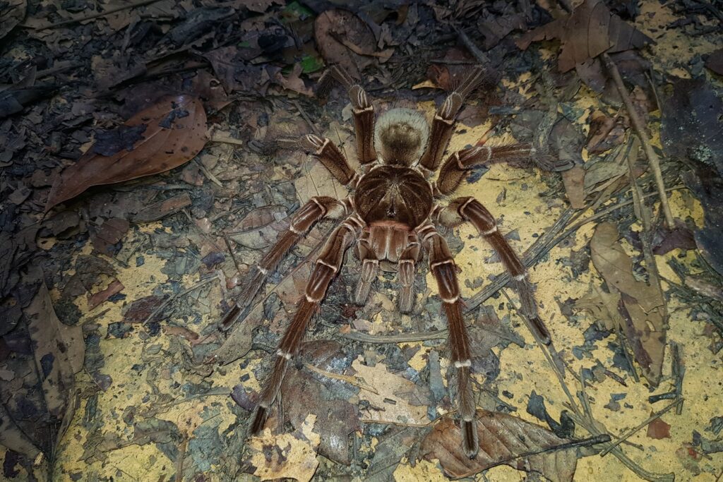 Goliath-Vogelspinne (Theraphosa blondi) Riesenvogelspinne