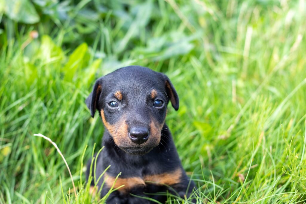 Deutscher Jagdterrier Welpe