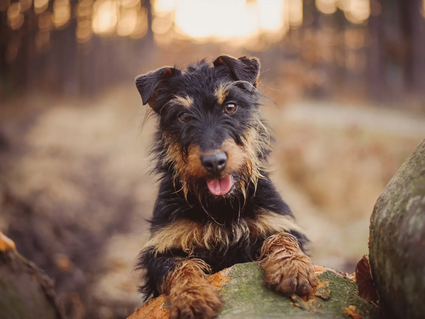 Deutscher Jagdterrier im Wald