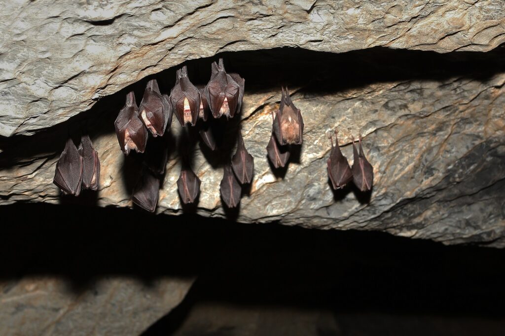 Fledermäuse Höhle