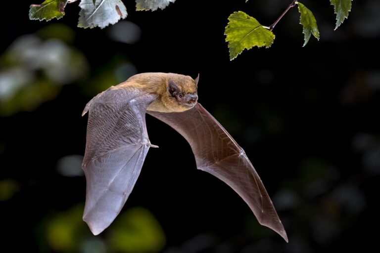 Fledermaus fliegt