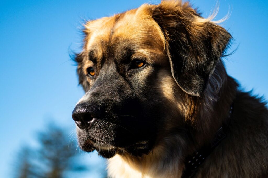 Germanischer Bärenhund Aussehen