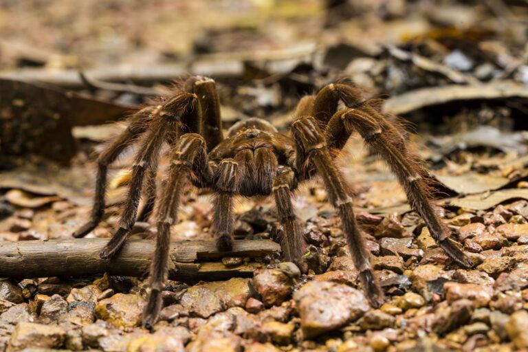 Goliath-Vogelspinne (Theraphosa blondi) Riesenvogelspinne