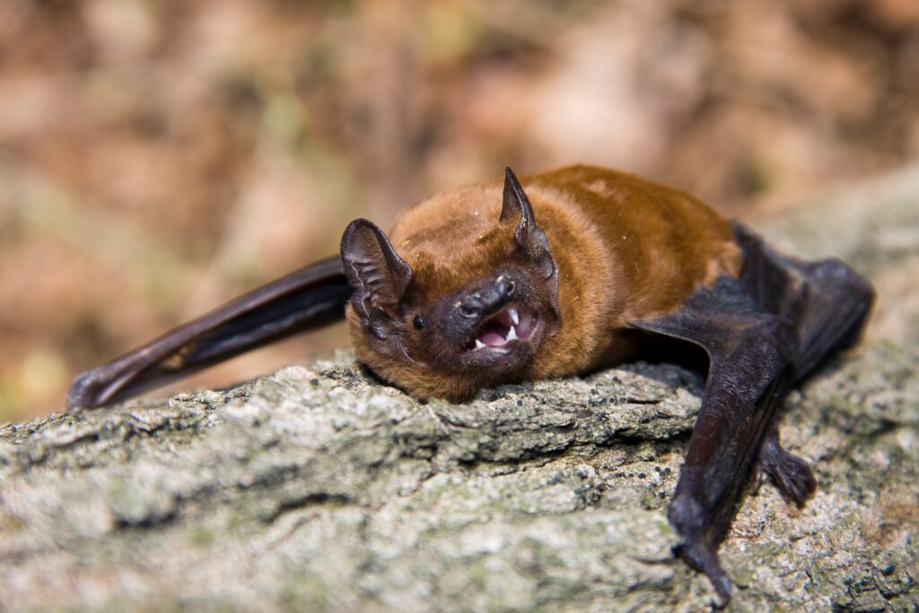 Große Abendsegler Fledermaus