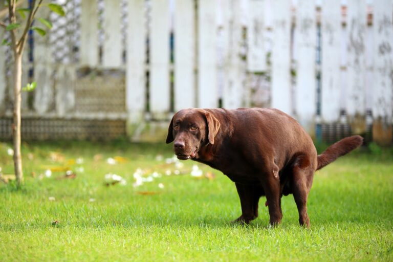 Hund setzt Kot ab