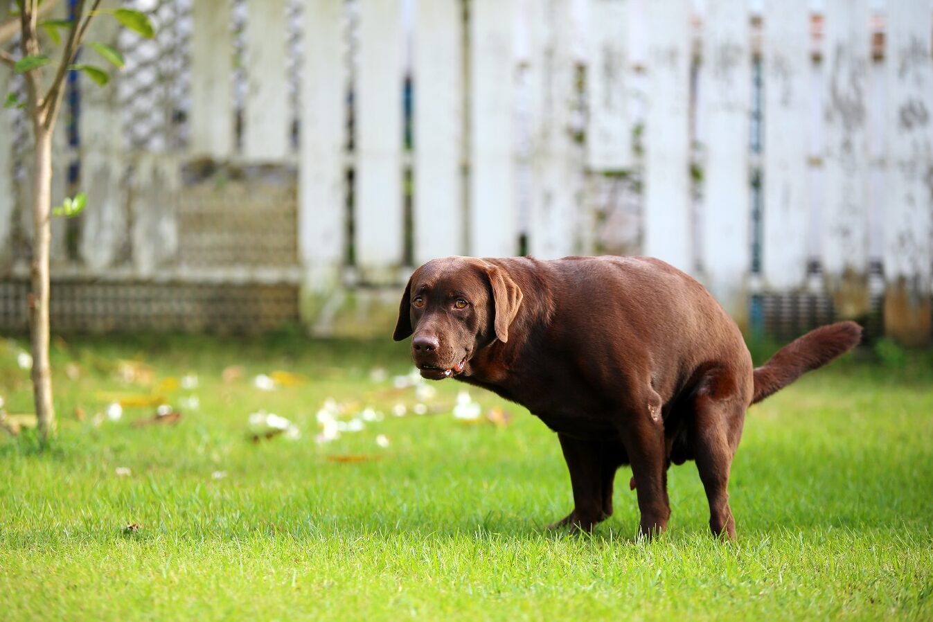 Hundekot Was Farbe & Konsistenz über die Gesundheit verraten zooplus