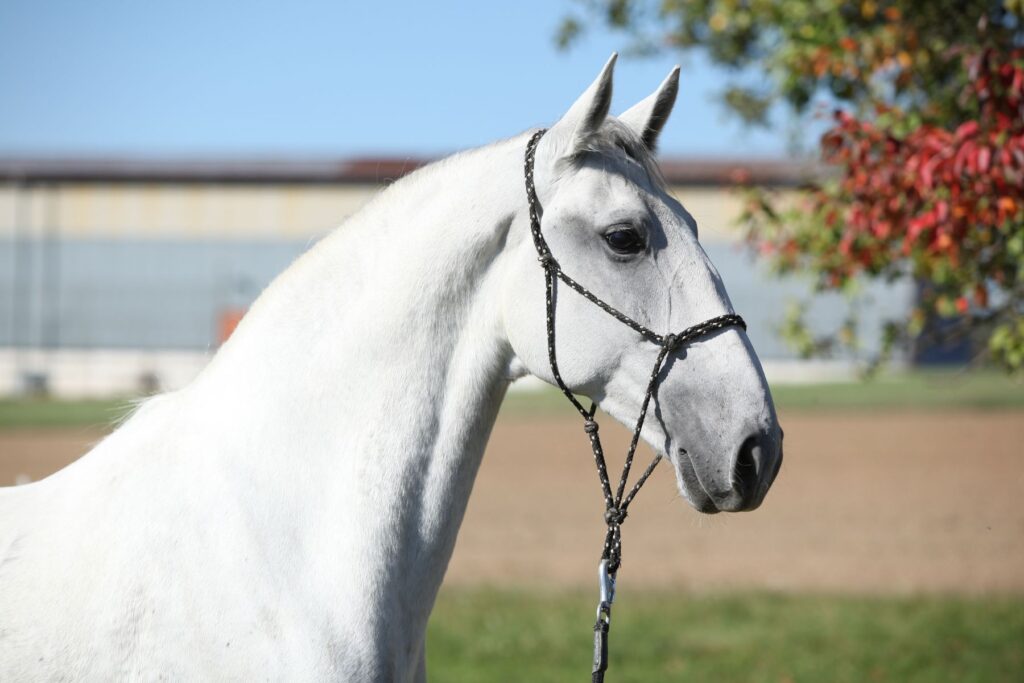 Lipizzaner Aussehen