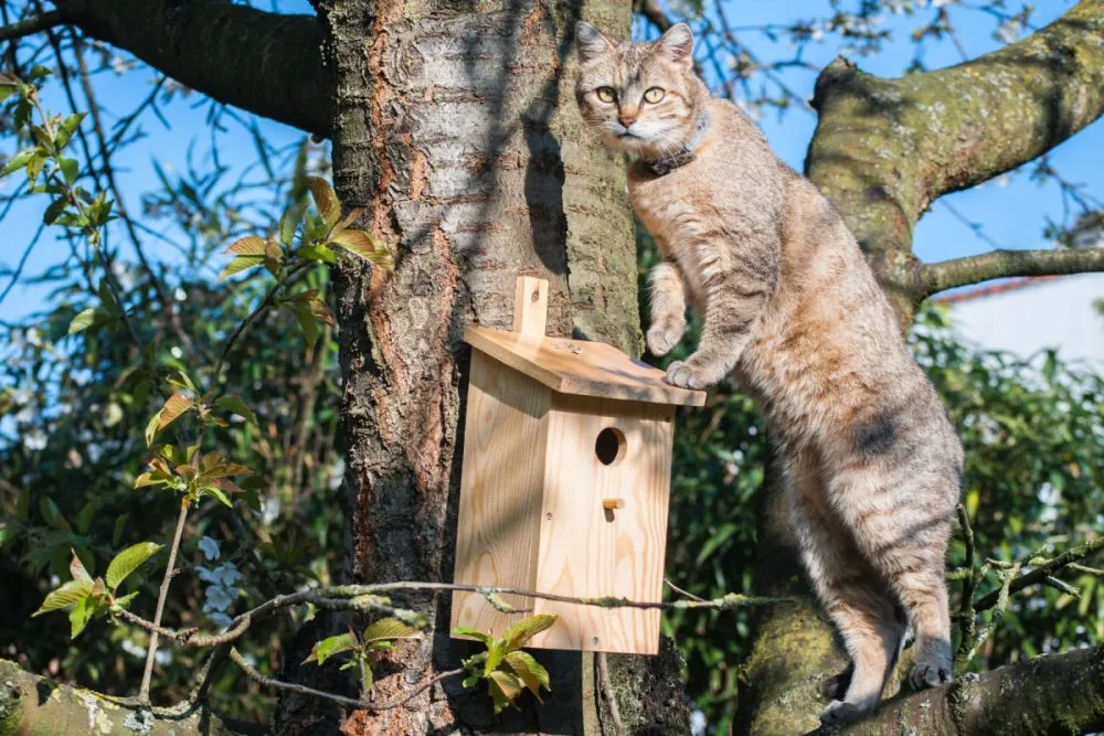 Ungeschützte Nistkästen locken Katzen an Nistkasten vor Katzen schützen