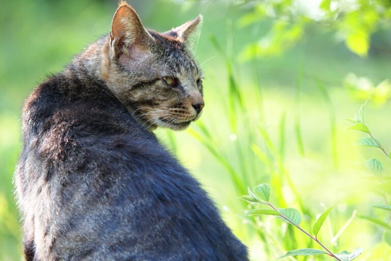 Spondylose bei Katzen