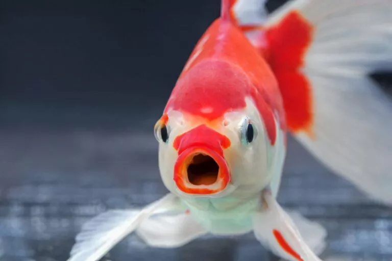 Fisch mit offenem Mund Spüren Fische Schmerzen