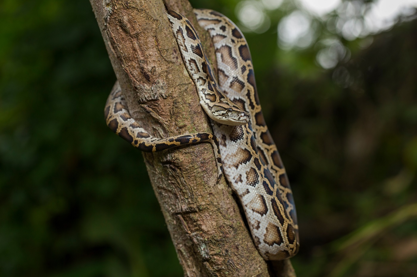 Tigerpython | zooplus Magazine