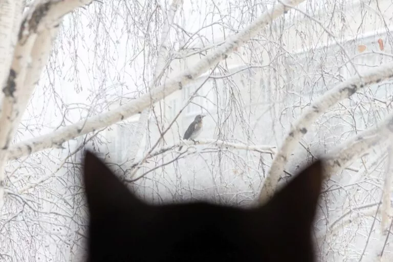 Vögel vor Katzen schützen Vögel vor Katzen schützen