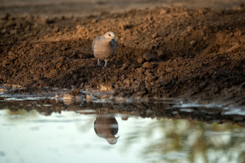 Lachtaube Wasser