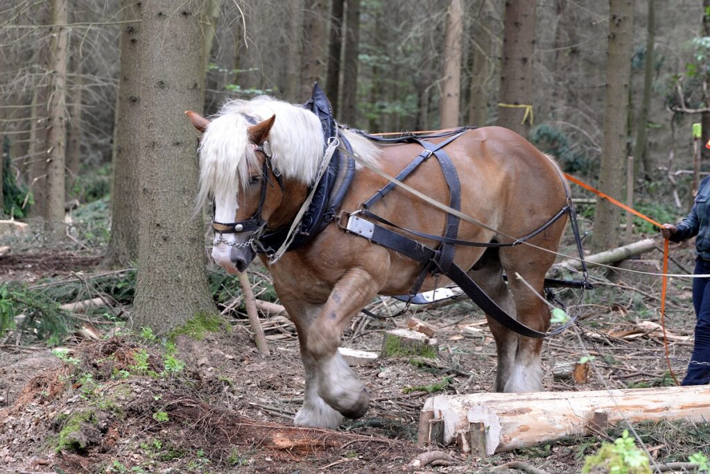 Süddeutsches Kaltblut beim Holzrücken