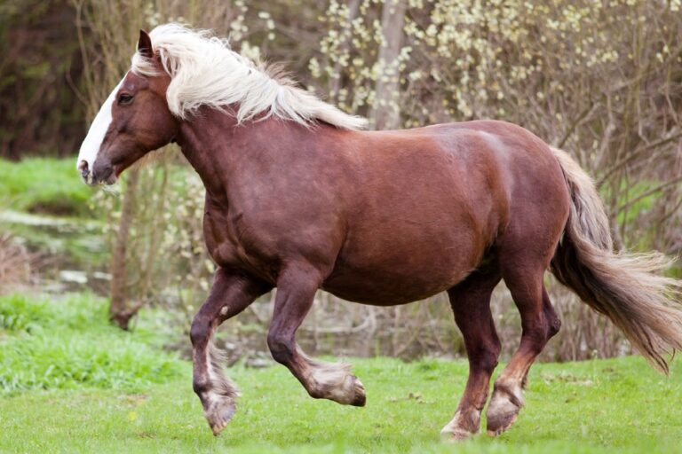 Süddeutsches Kaltblut im Galopp