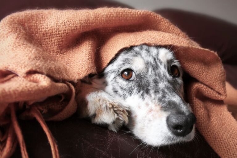 Anämie beim Hund