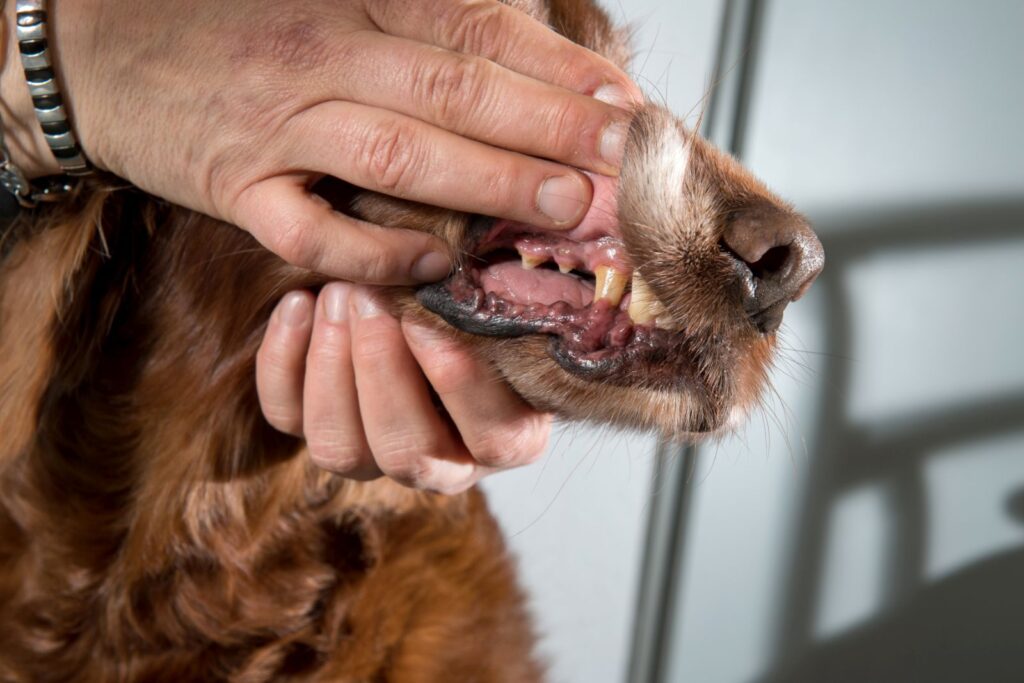 Anämie beim Hund Symptome