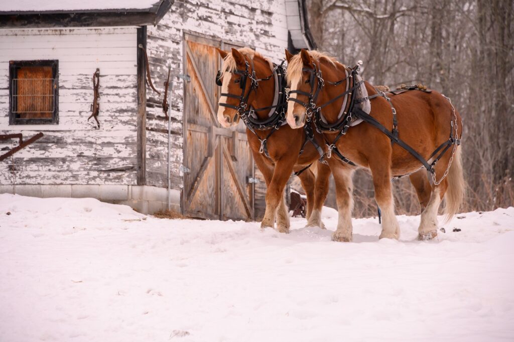 Clydesdale Pferde