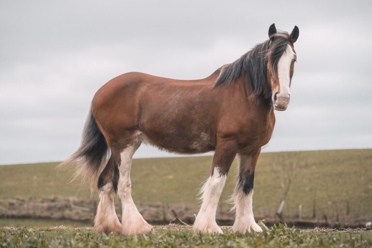 Clydesdale Pferd