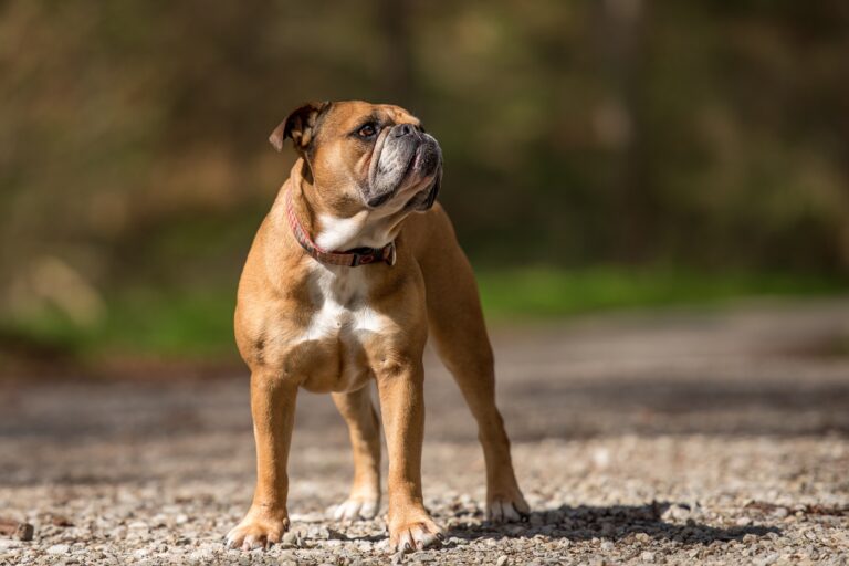 Continental Bulldog