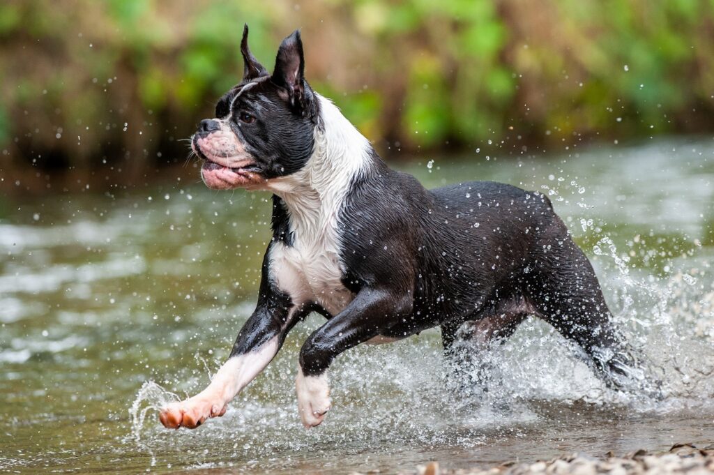 Schwarz-weißer Continental Bulldog