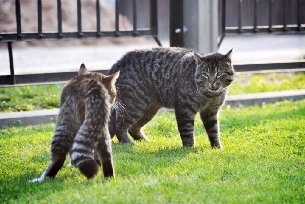 Zwei eifersüchtige Katzen streiten Eifersüchtige Katzen streiten