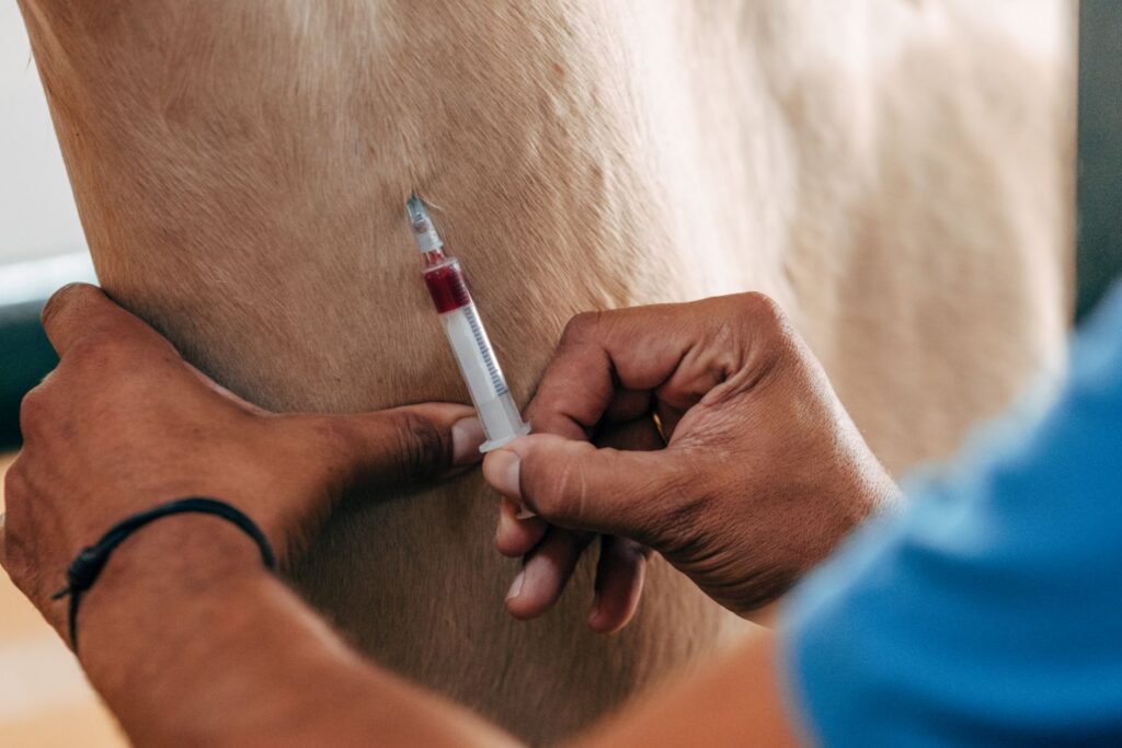 Blutuntersuchung für Equines Herpesvirus