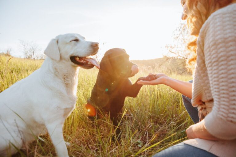 Hunde für Allergiker