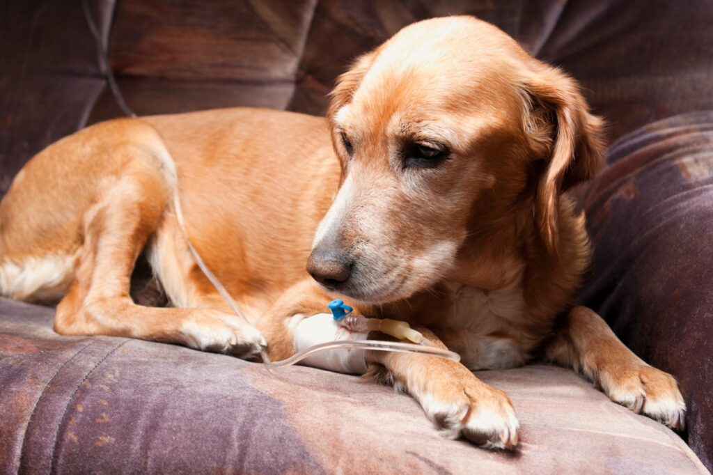 Hund mit IBD bekommt eine Infusion Hund mit IBD bekommt Infusion