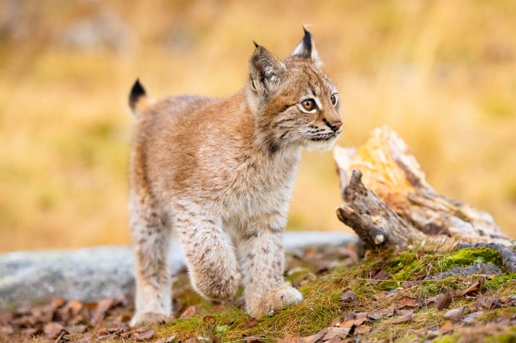 Luchs Junges