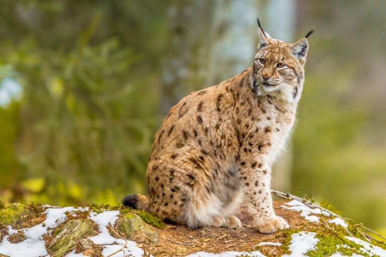 Eurasischer Luchs im Wald