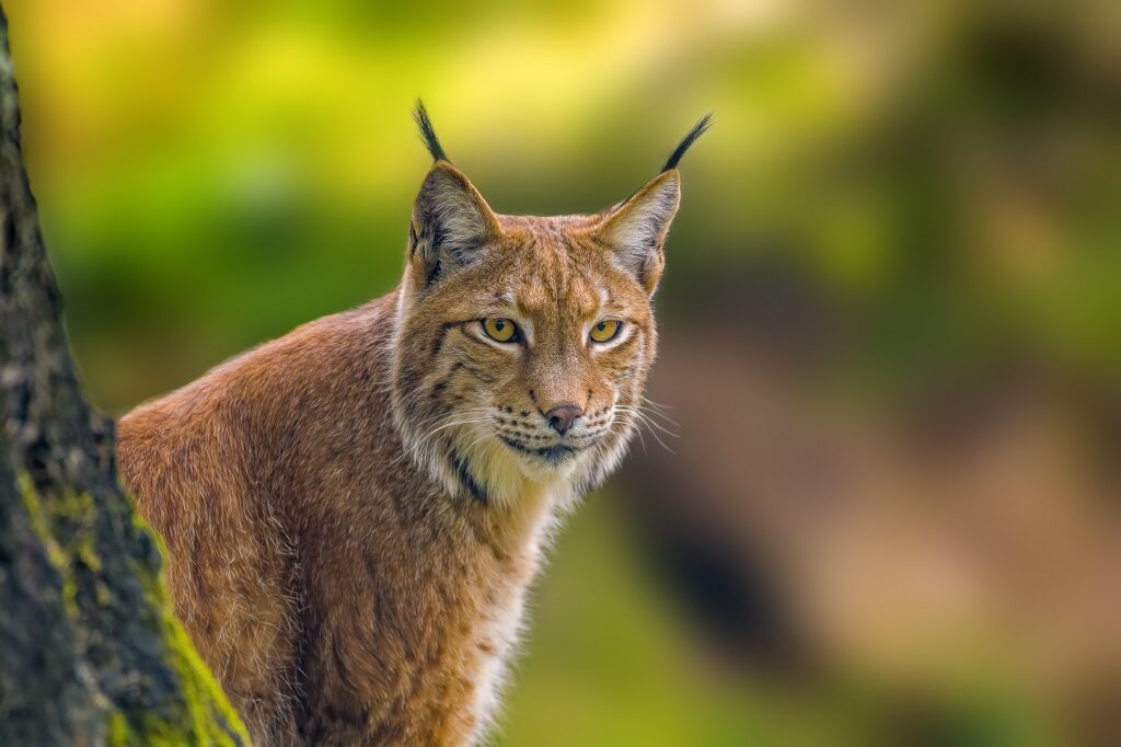 Eurasischer Luchs