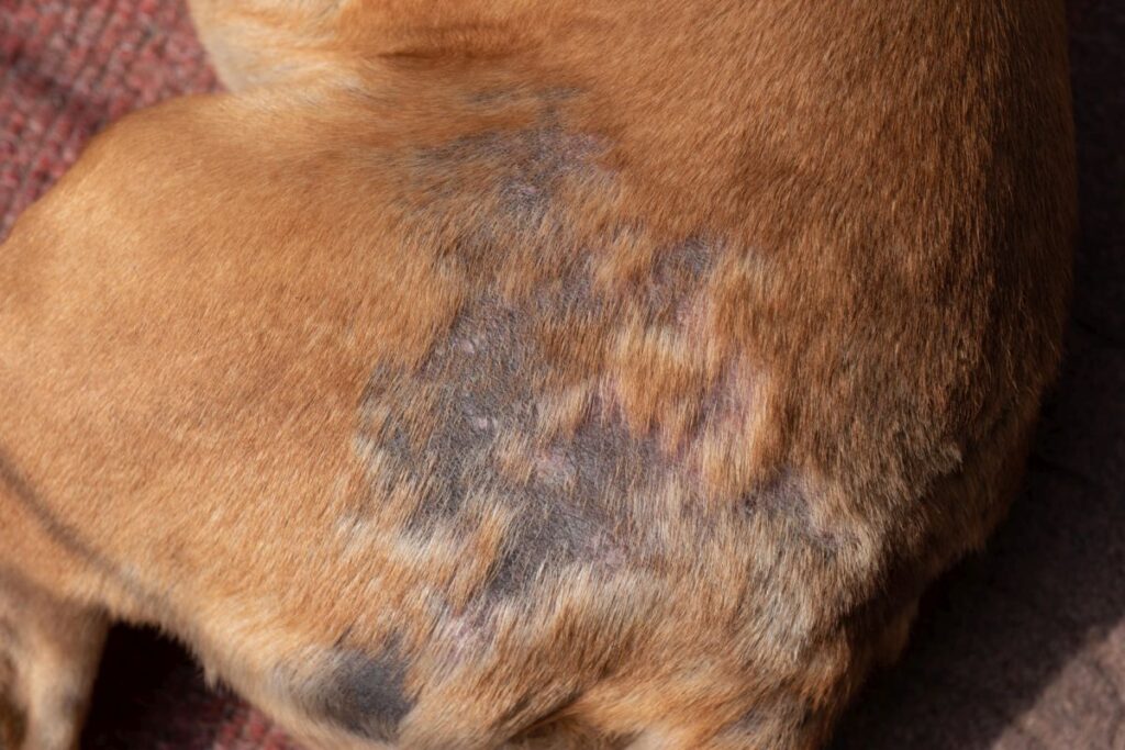 Hundefell mit kahlen Stellen bei Räudeausbruch Räude beim Hund erkennen