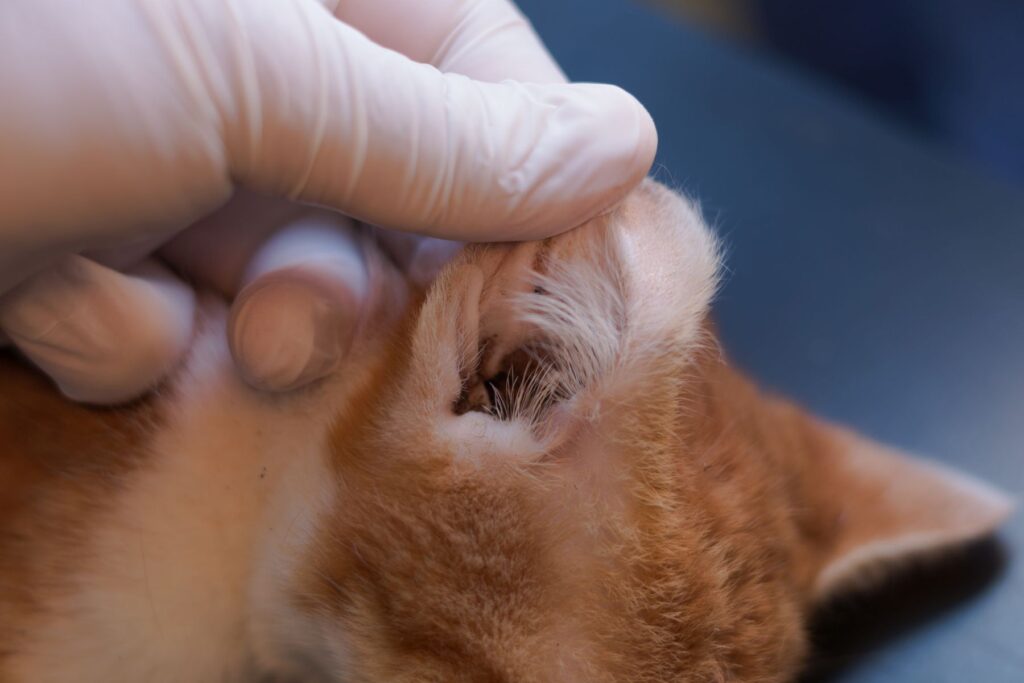 Vestibularsyndrom Katze Untersuchung