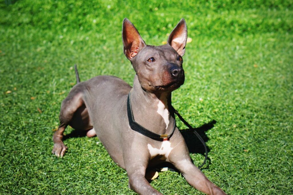 Wachsamer American Hairless Terrier