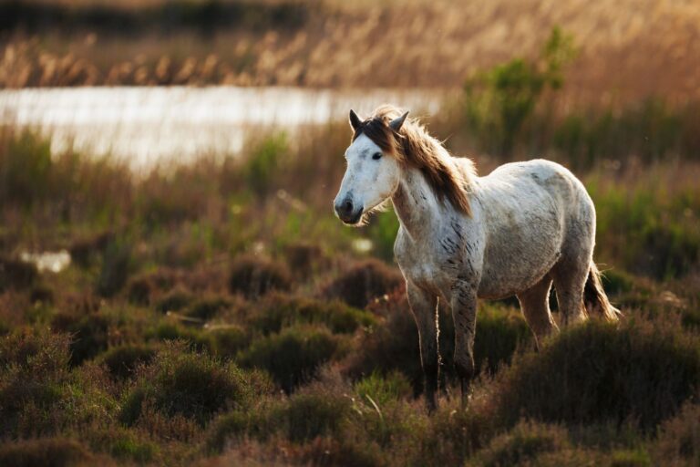 Camargue Pferd